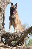 MALINOIS 168